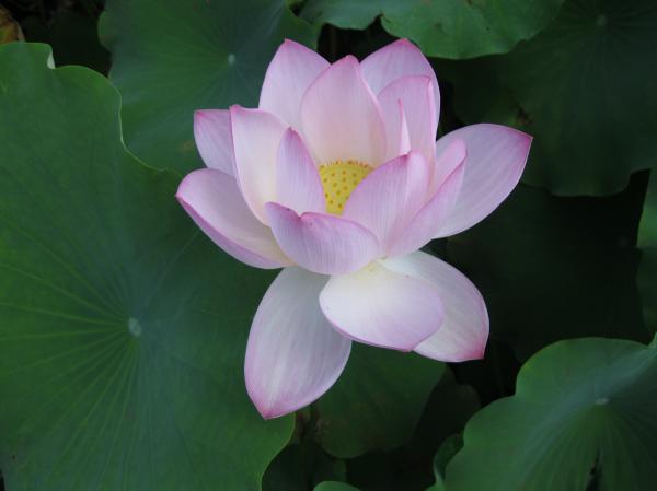 0819花蓮(8)