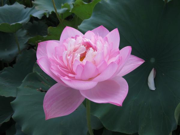 0919花蓮(9)