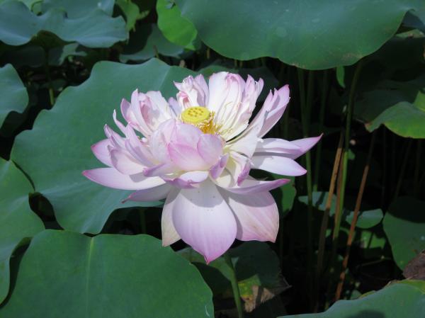 0823花蓮(3)