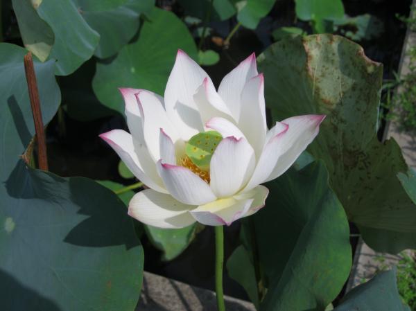 0823花蓮(4)