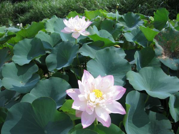 0823花蓮(5)