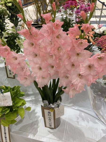 茨城県花の展覧会　金賞萩島一郎