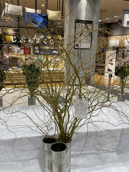 第47回茨城県花の展覧会　銀賞　栗原暁