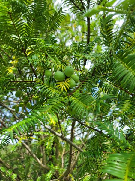 トチノキ20250525