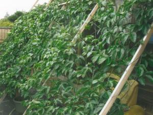 R7家庭部門 最優秀 中村様