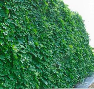 R7家庭部門 優秀 星野様