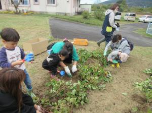 新治芋ほり開始