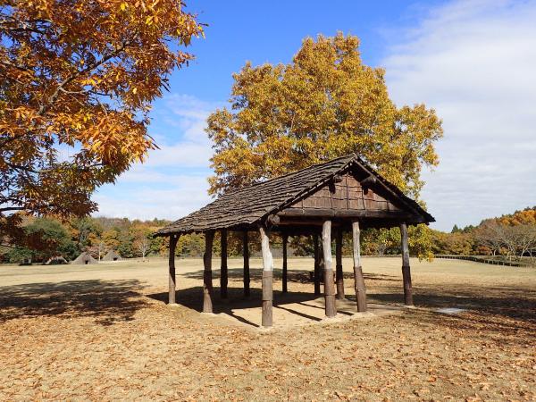 クヌギの紅葉20251120