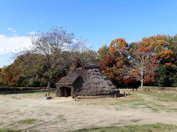 イロハモミジの紅葉20251120