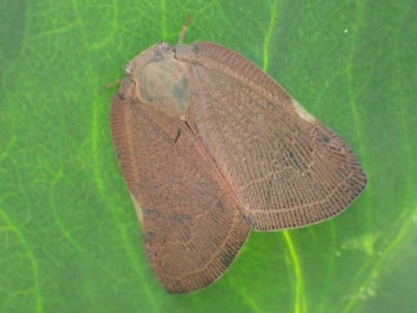 チュウゴクアミガサハゴロモ成虫