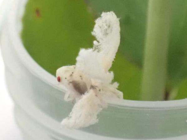 チュウゴクアミガサハゴロモ幼虫