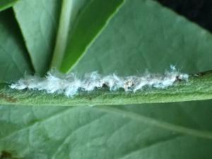 チュウゴクアミガサハゴロモ卵