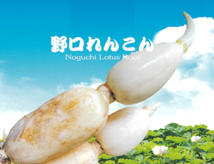 野口れんこん2