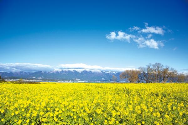 菜の花比良山