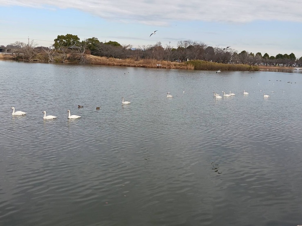 2026.1.7_乙戸沼白鳥2