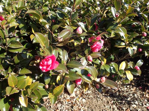 カンツバキ20260108