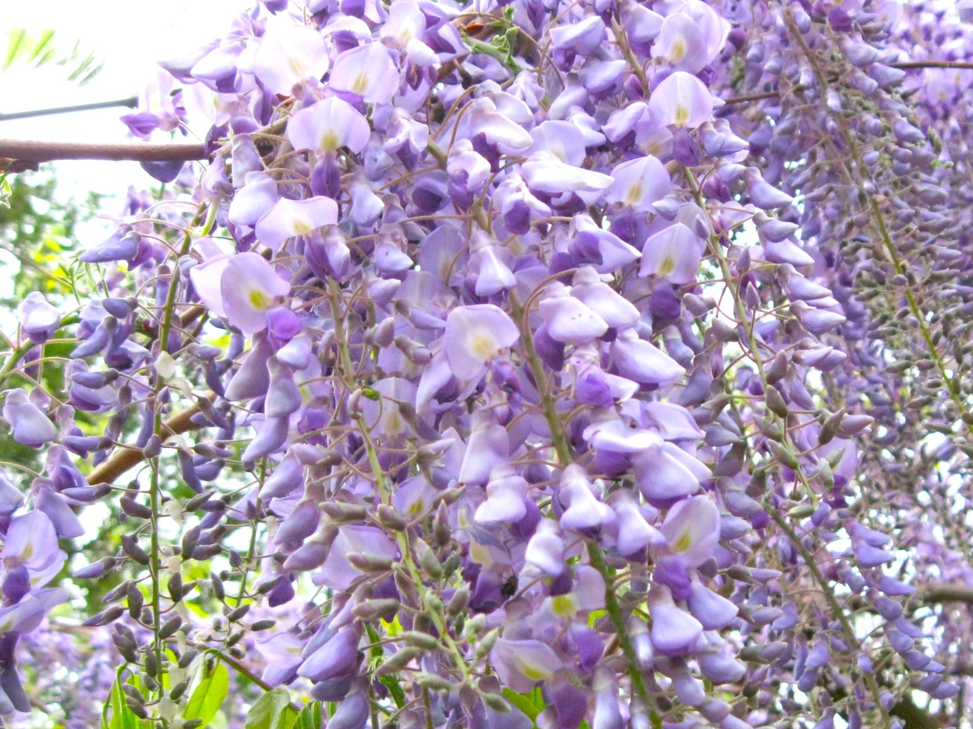 ｆ2