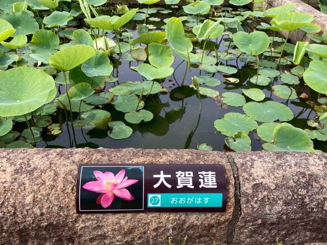 サンプル画像1