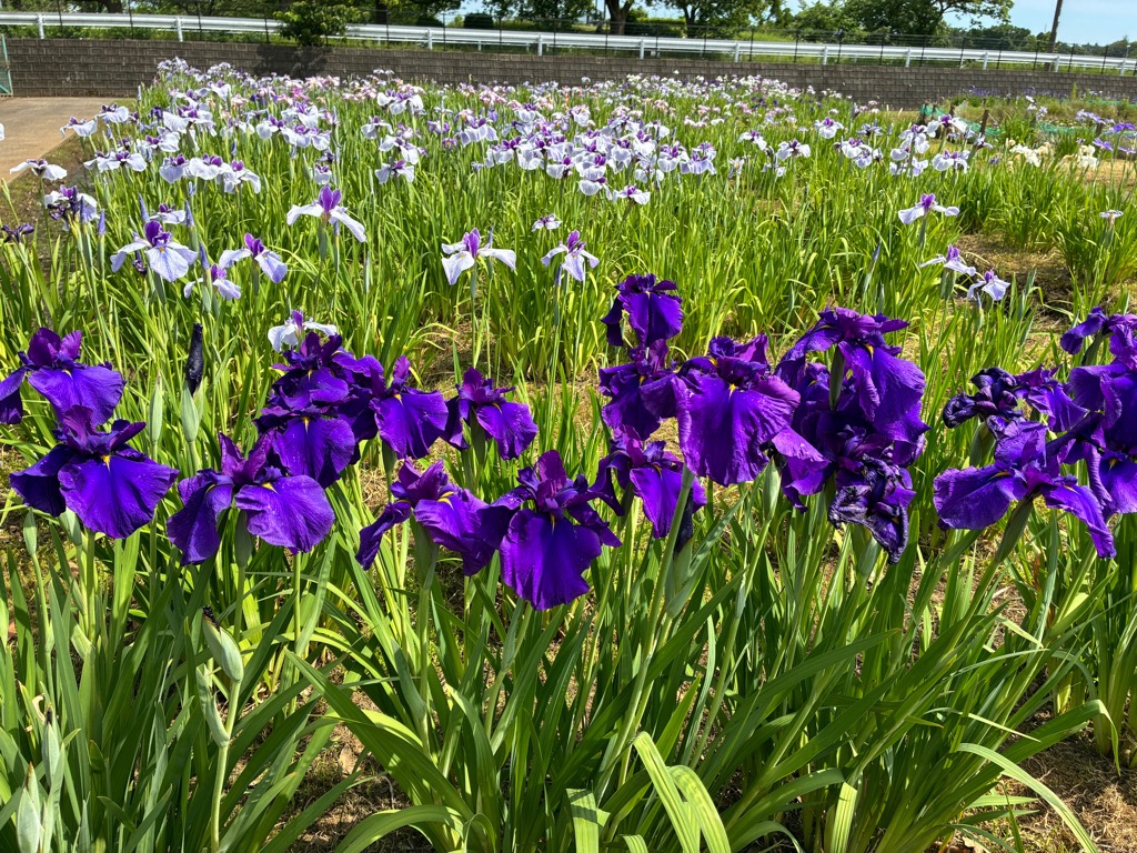 花菖蒲2026.6.1_1