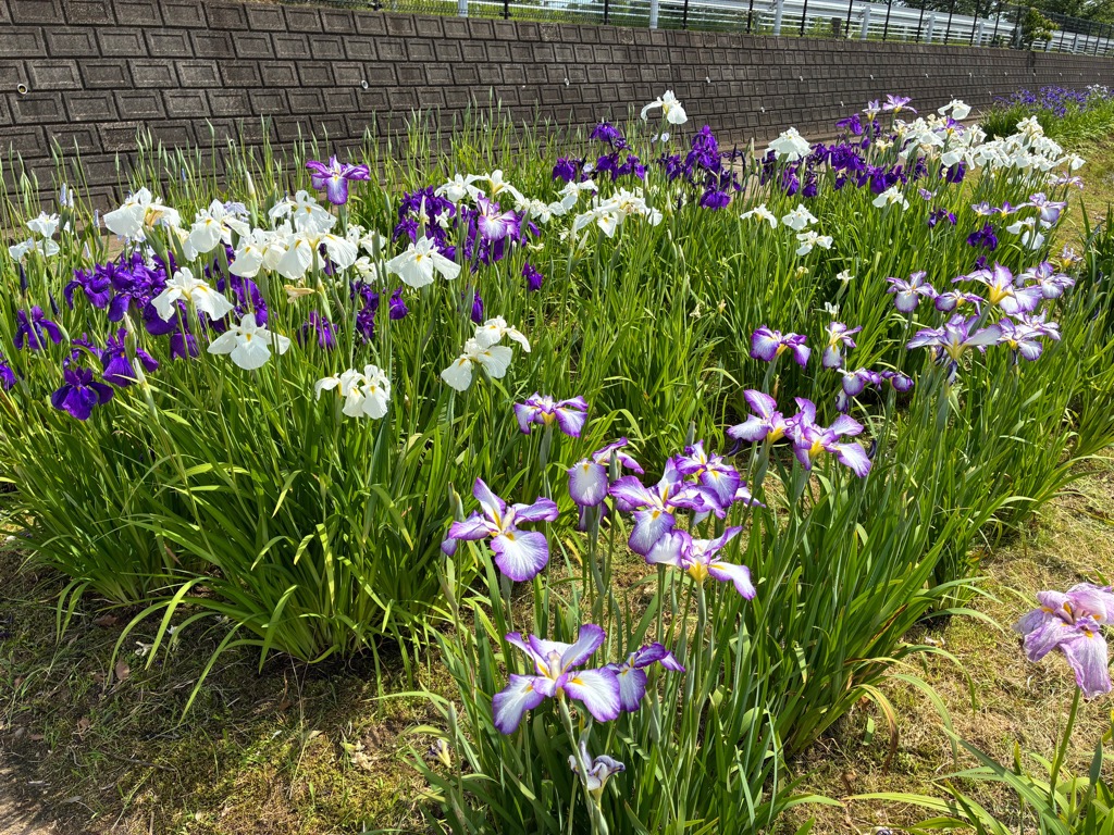 花菖蒲2026.6.1_2