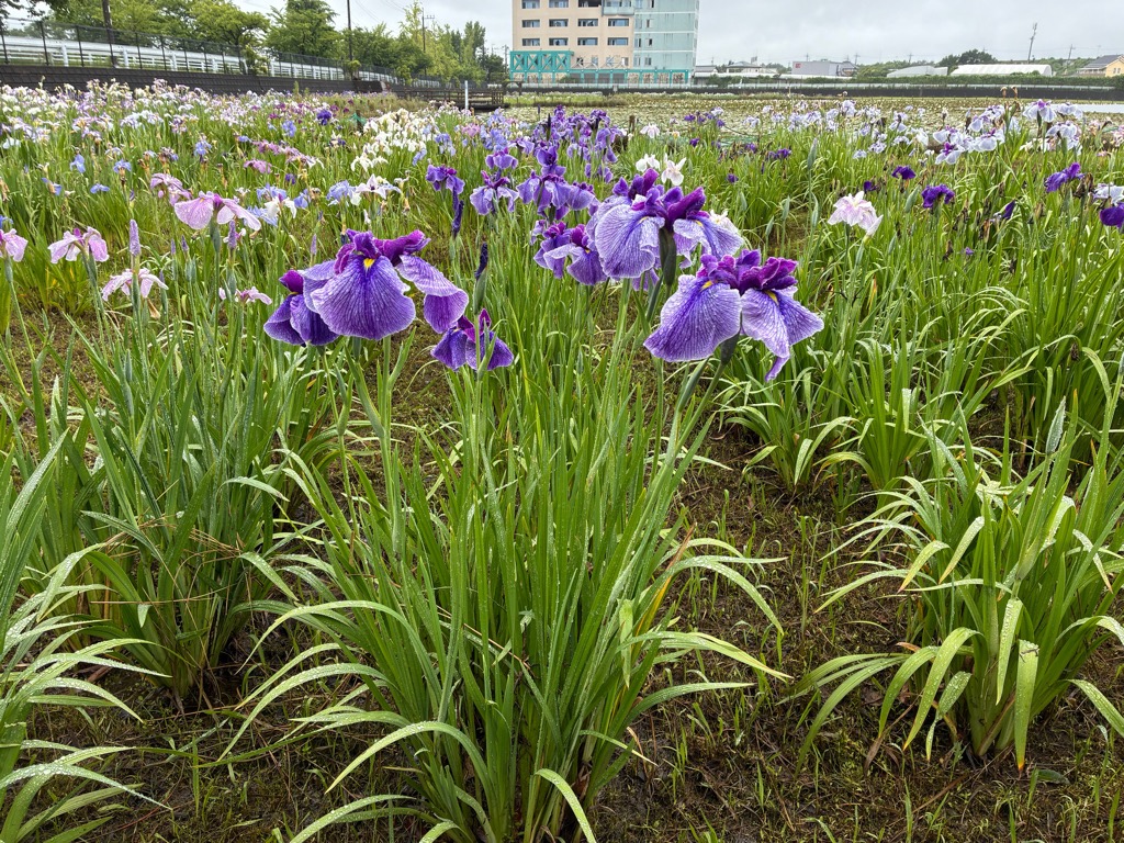 花菖蒲2026.06.08_1