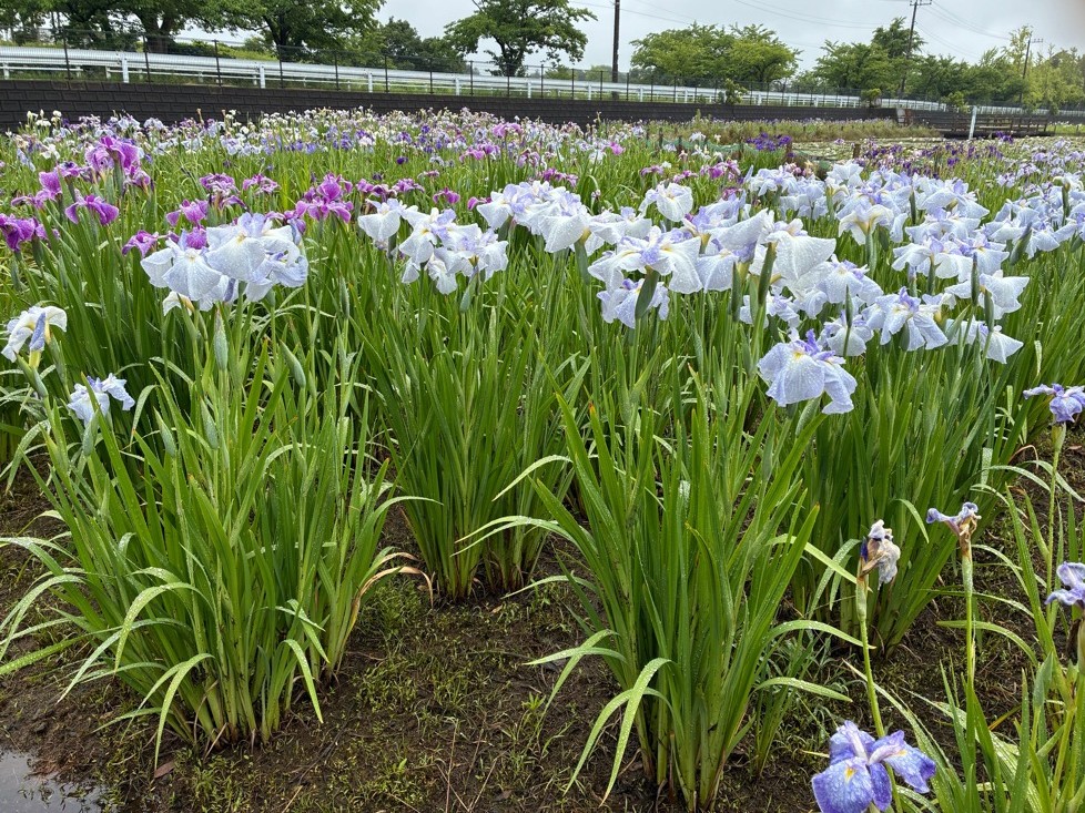 花菖蒲2026.06.08_2
