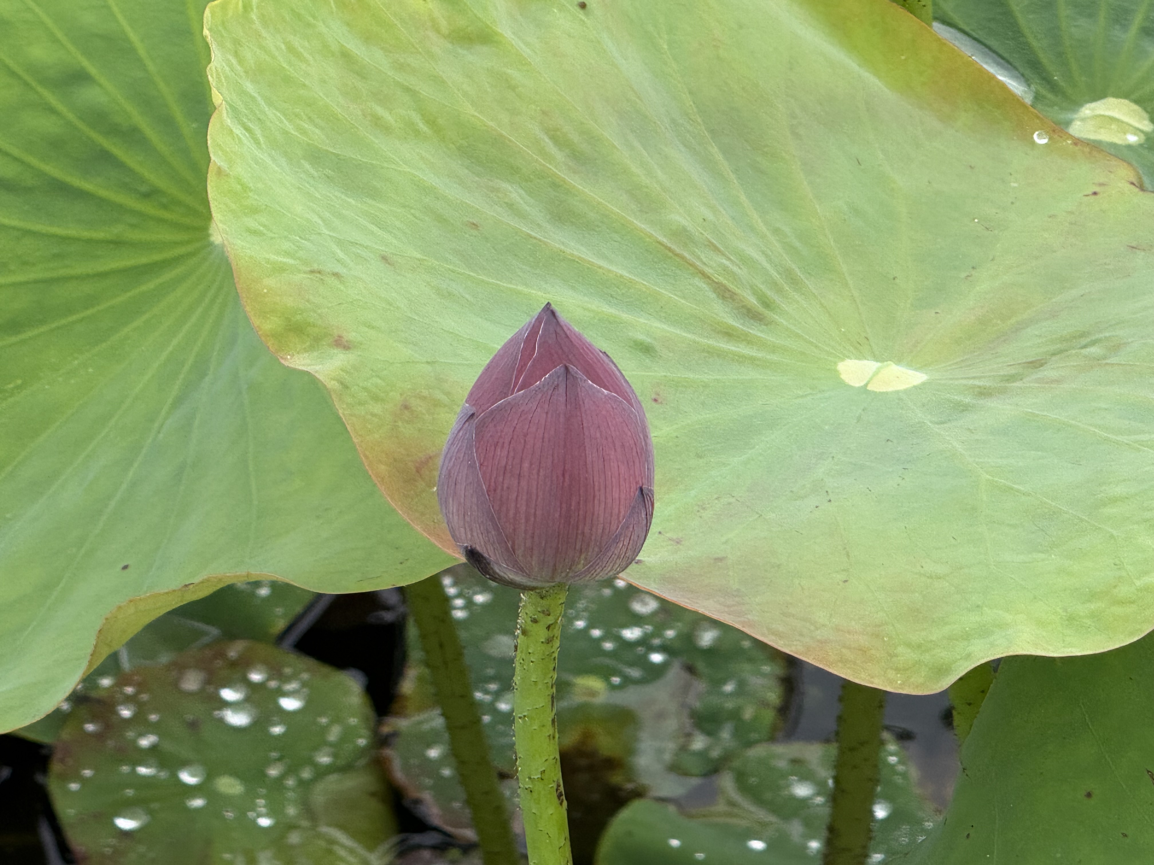 サンプル画像4