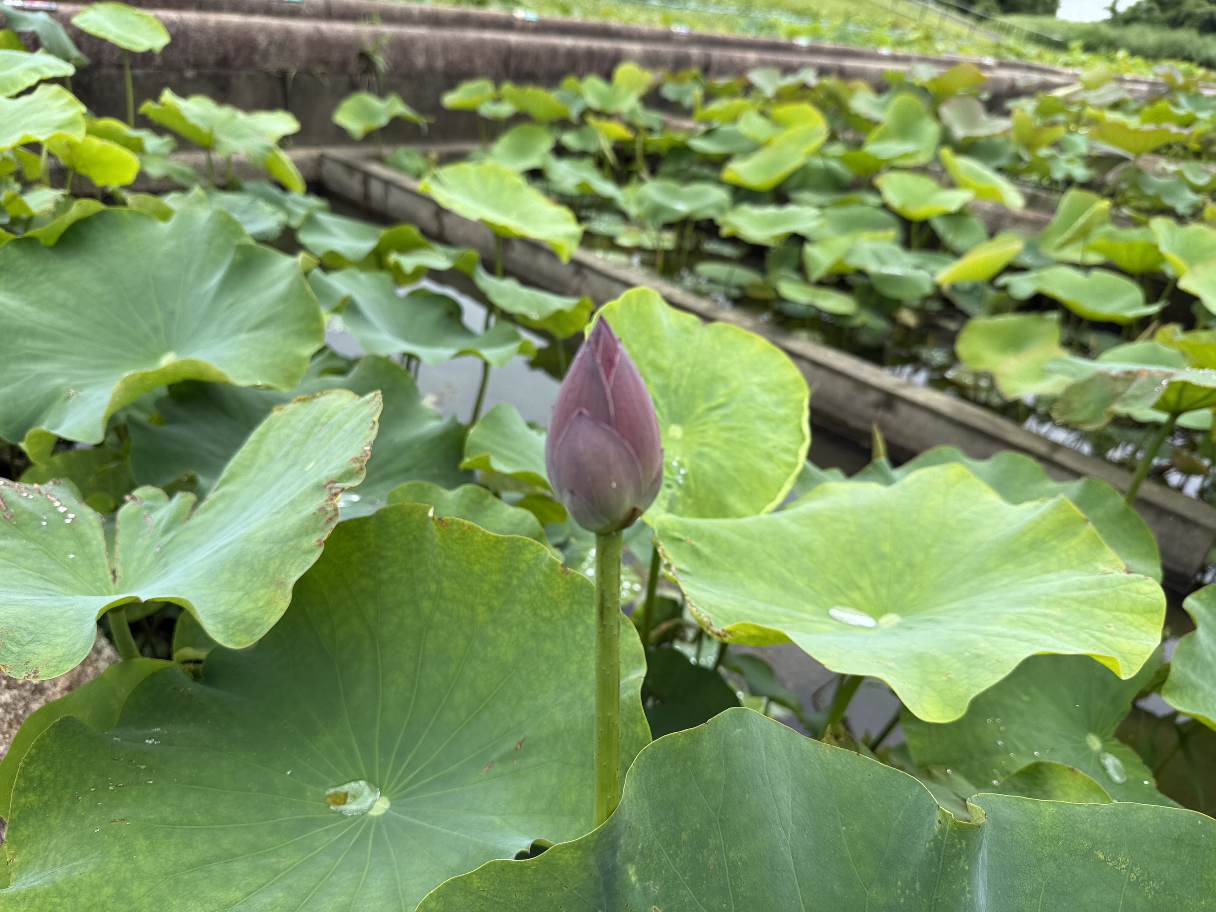 サンプル画像4