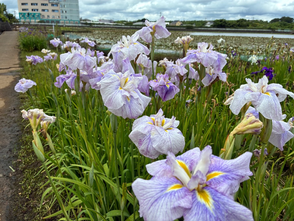 花菖蒲2026.6.15_1