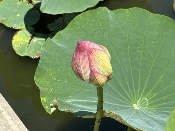 サンプル画像4
