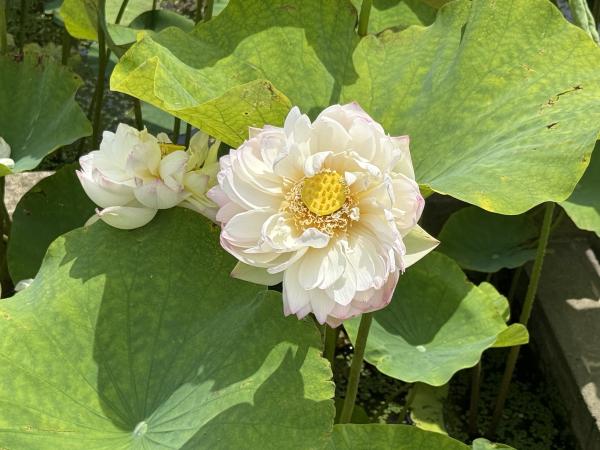 令和8年水生植物園＆花蓮園の開花状況 | 霞ヶ浦総合公園 | 土浦市公式