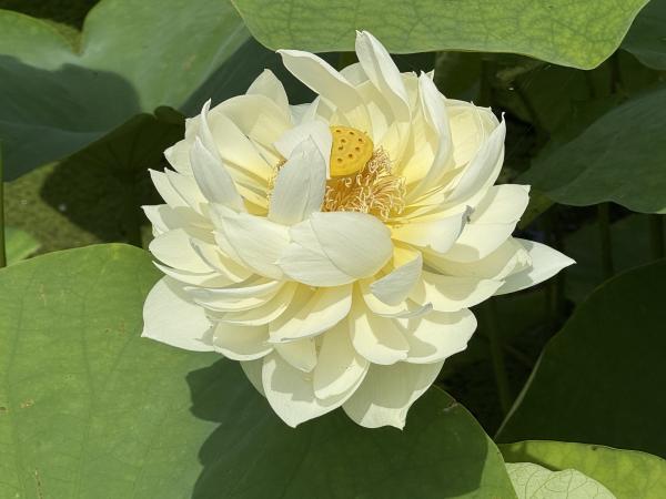 サンプル画像4