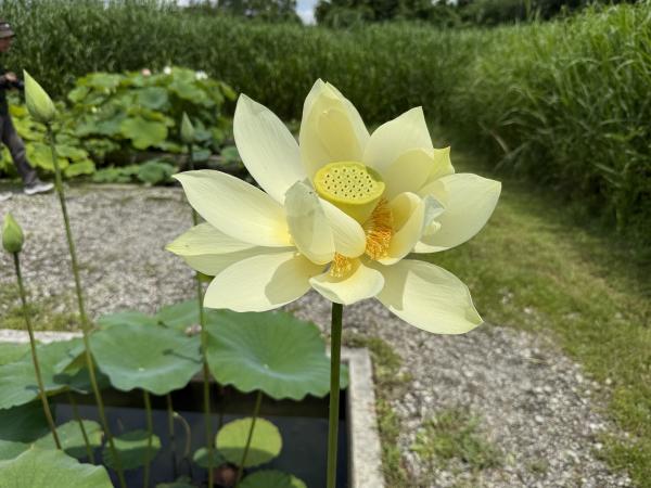 サンプル画像2