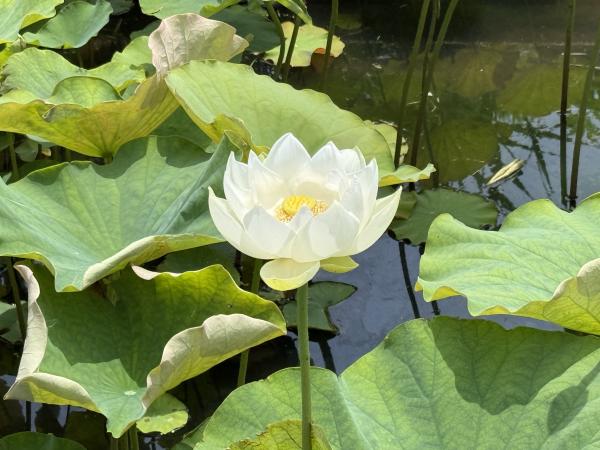 サンプル画像1