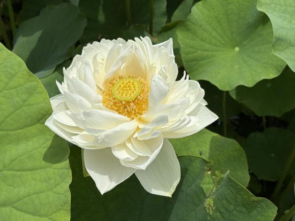 サンプル画像1
