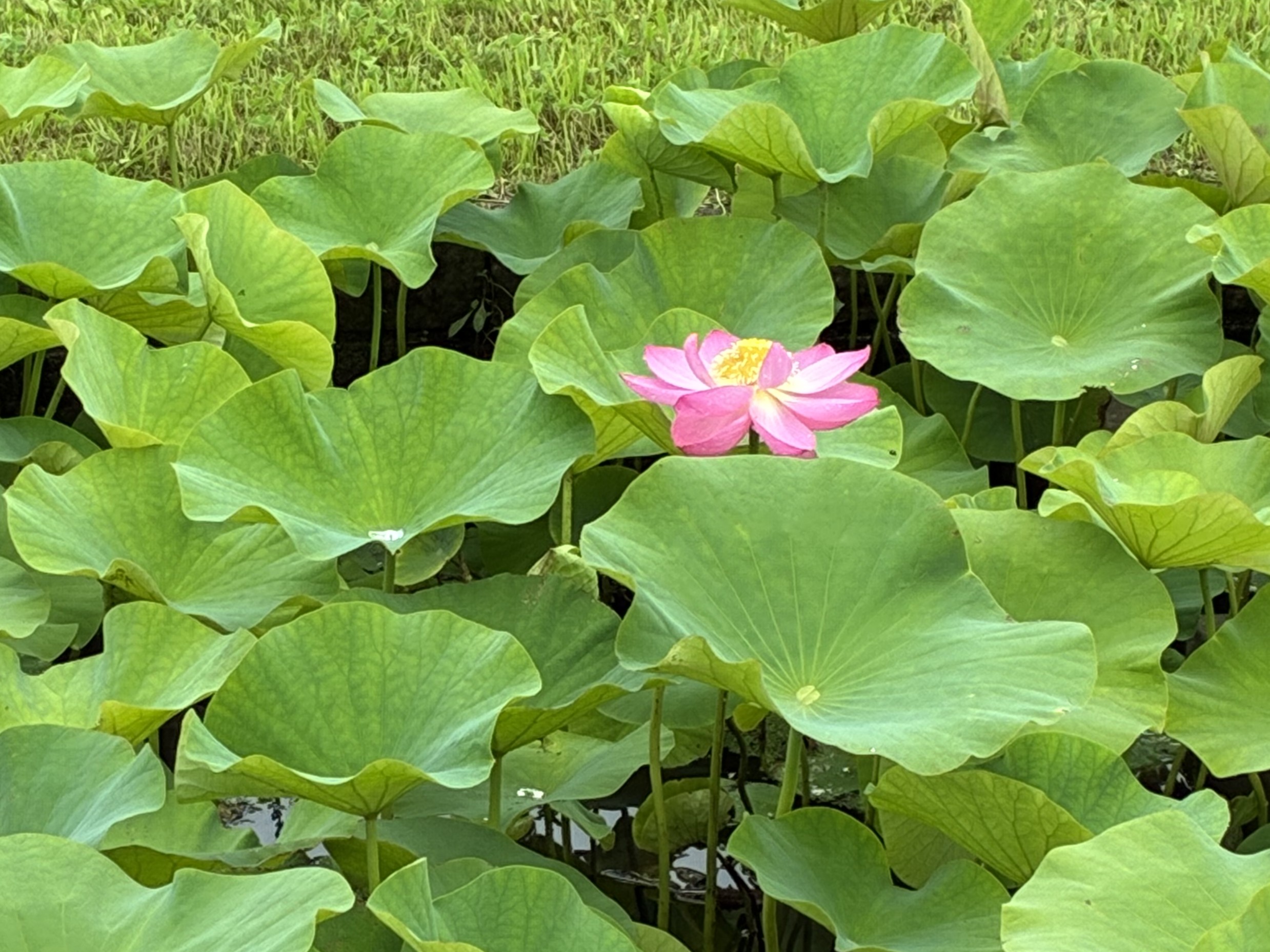 260627ちゅうごくこだいはす
