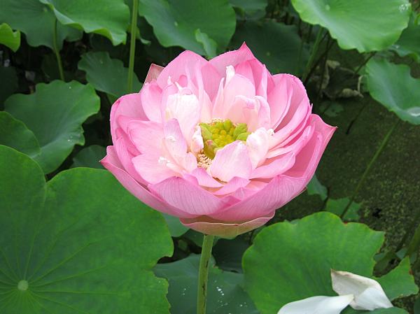 令和8年水生植物園＆花蓮園の開花状況 | 霞ヶ浦総合公園 | 土浦市公式