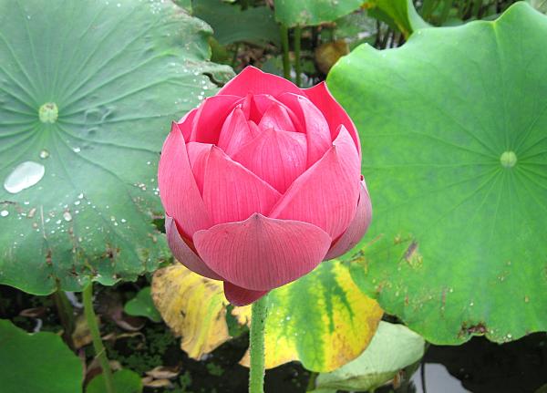令和8年水生植物園＆花蓮園の開花状況 | 霞ヶ浦総合公園 | 土浦市公式