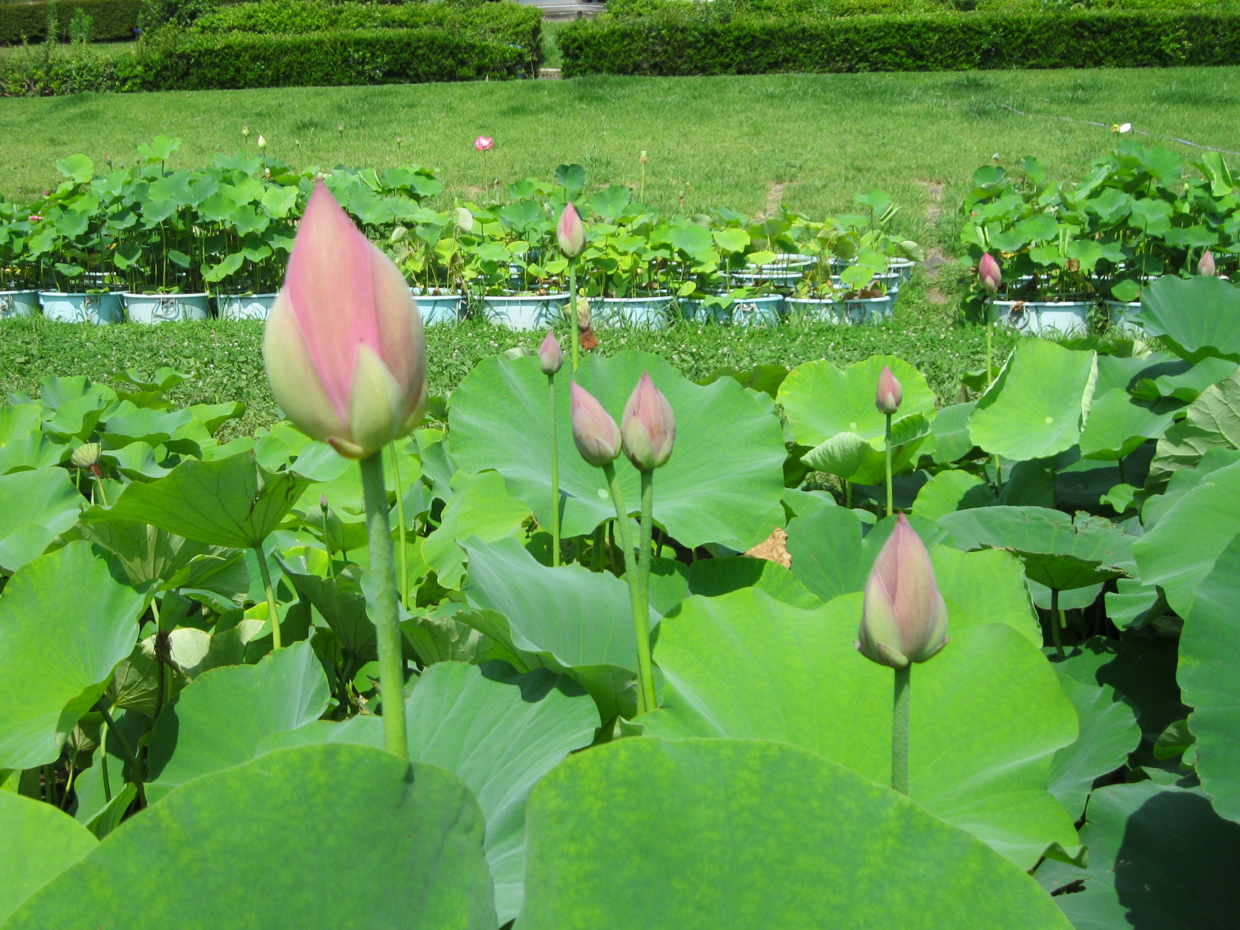 令和8年水生植物園＆花蓮園の開花状況 | 霞ヶ浦総合公園 | 土浦市公式