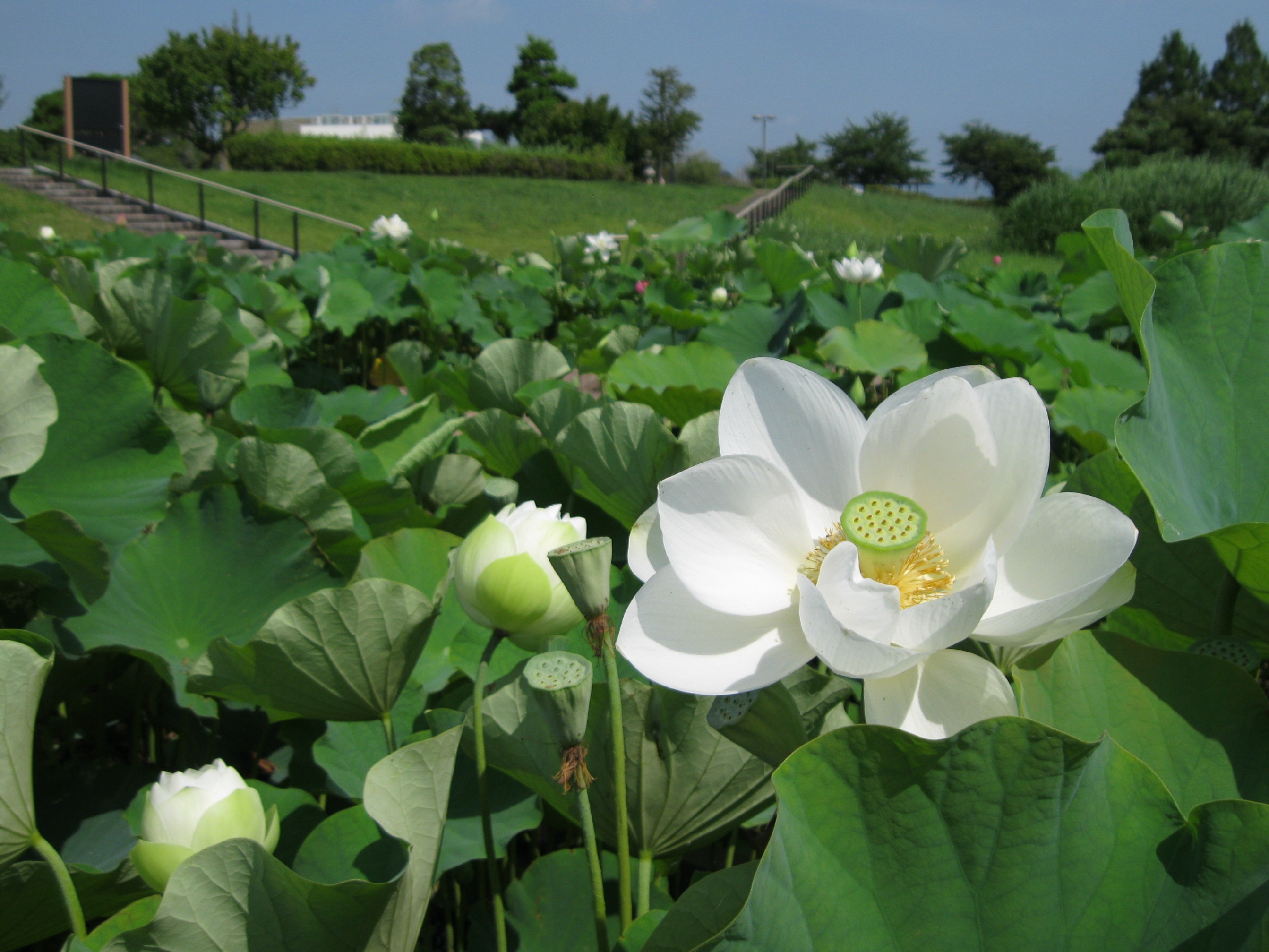 令和8年水生植物園＆花蓮園の開花状況 | 霞ヶ浦総合公園 | 土浦市公式