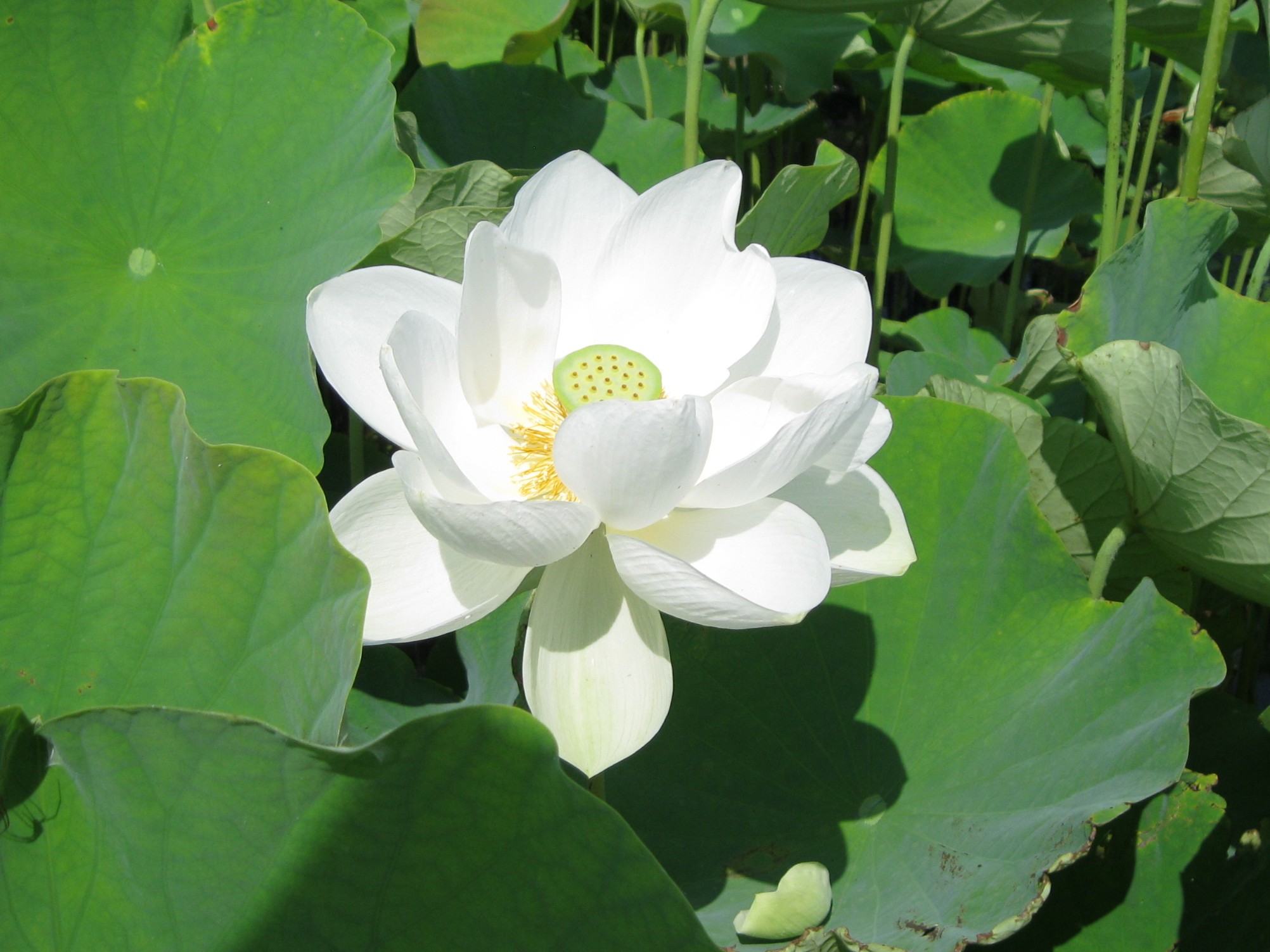 令和8年水生植物園＆花蓮園の開花状況 | 霞ヶ浦総合公園 | 土浦市公式