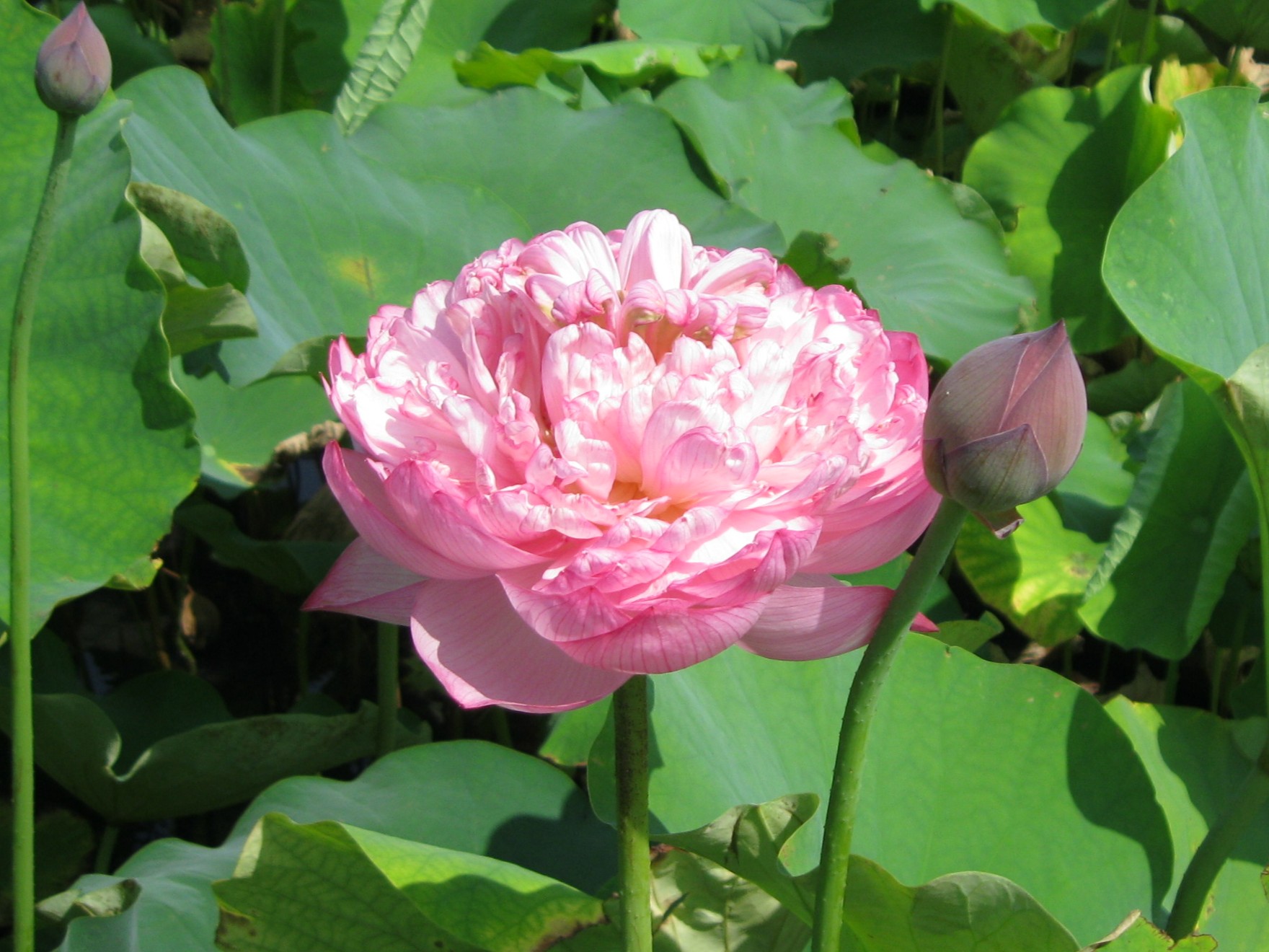 令和8年水生植物園＆花蓮園の開花状況 | 霞ヶ浦総合公園 | 土浦市公式
