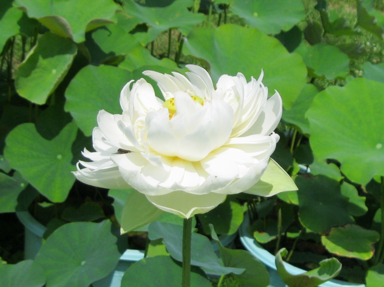 令和8年水生植物園＆花蓮園の開花状況 | 霞ヶ浦総合公園 | 土浦市公式