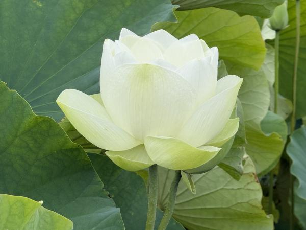 サンプル画像1