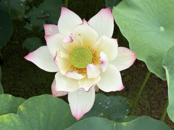 サンプル画像2