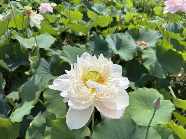 サンプル画像1