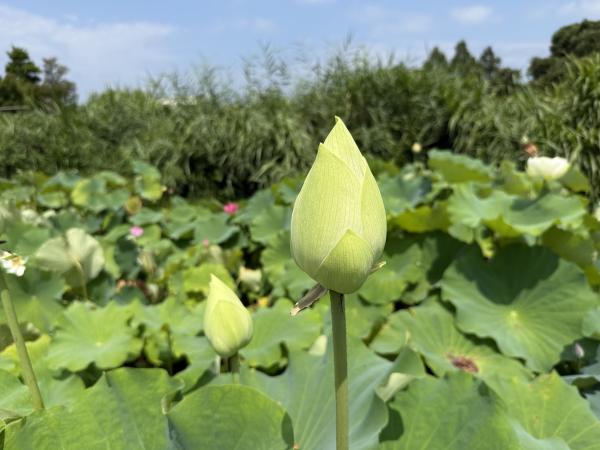 サンプル画像3