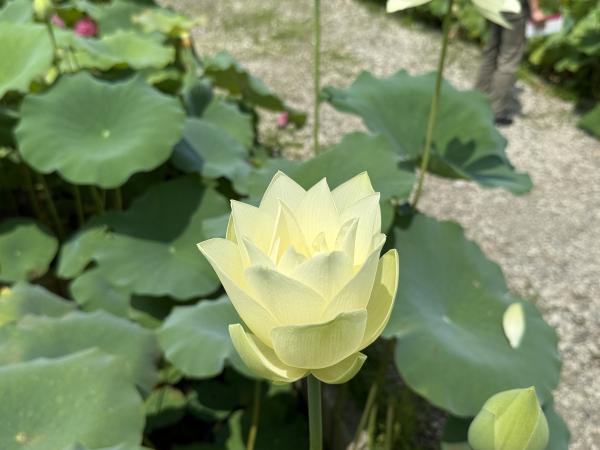 サンプル画像1