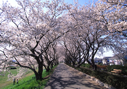 桜川