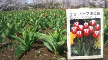 風車前 お花 情報 平成24年度 土浦市公式ホームページ